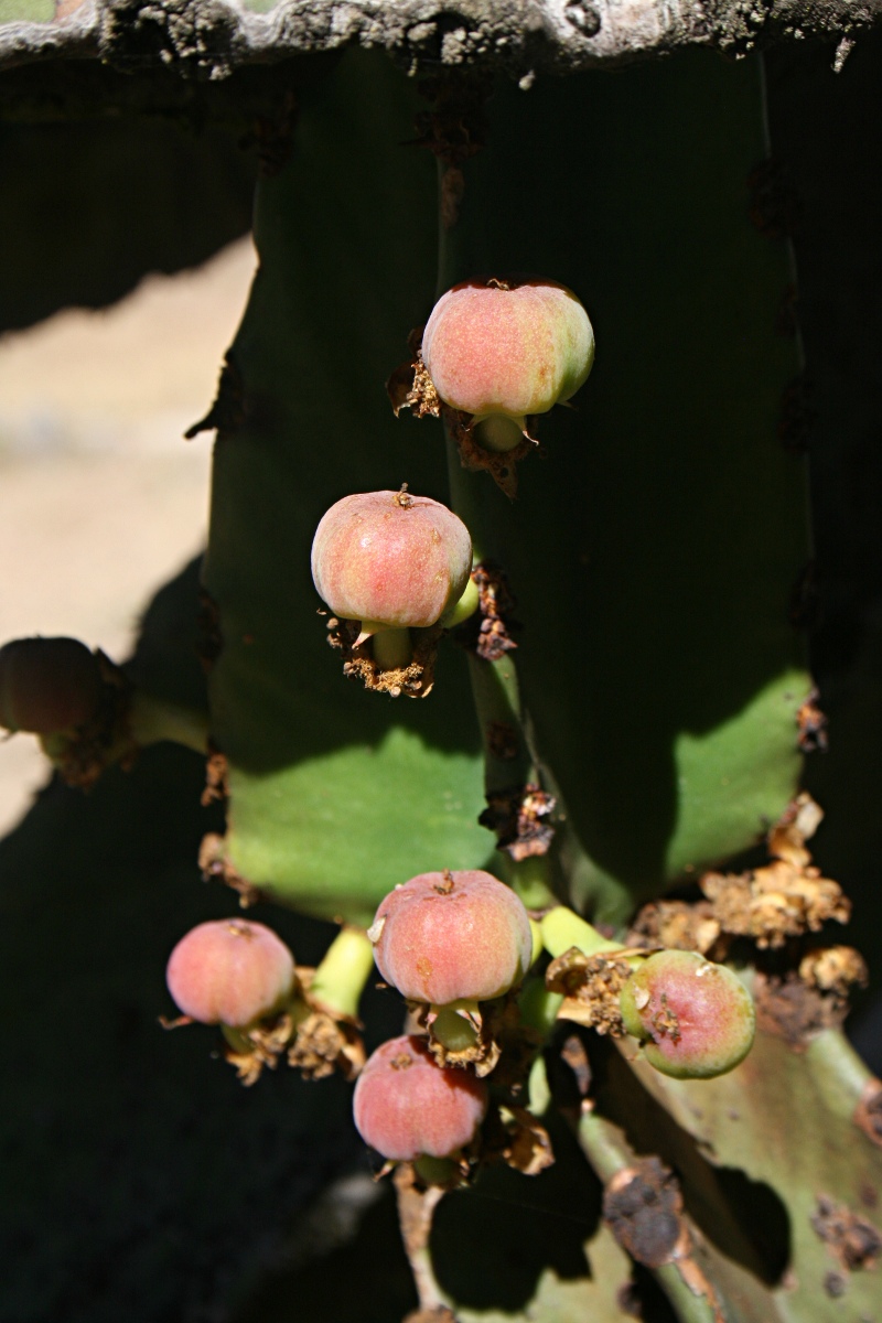 Euphorbia ingens Euphorbia ingens