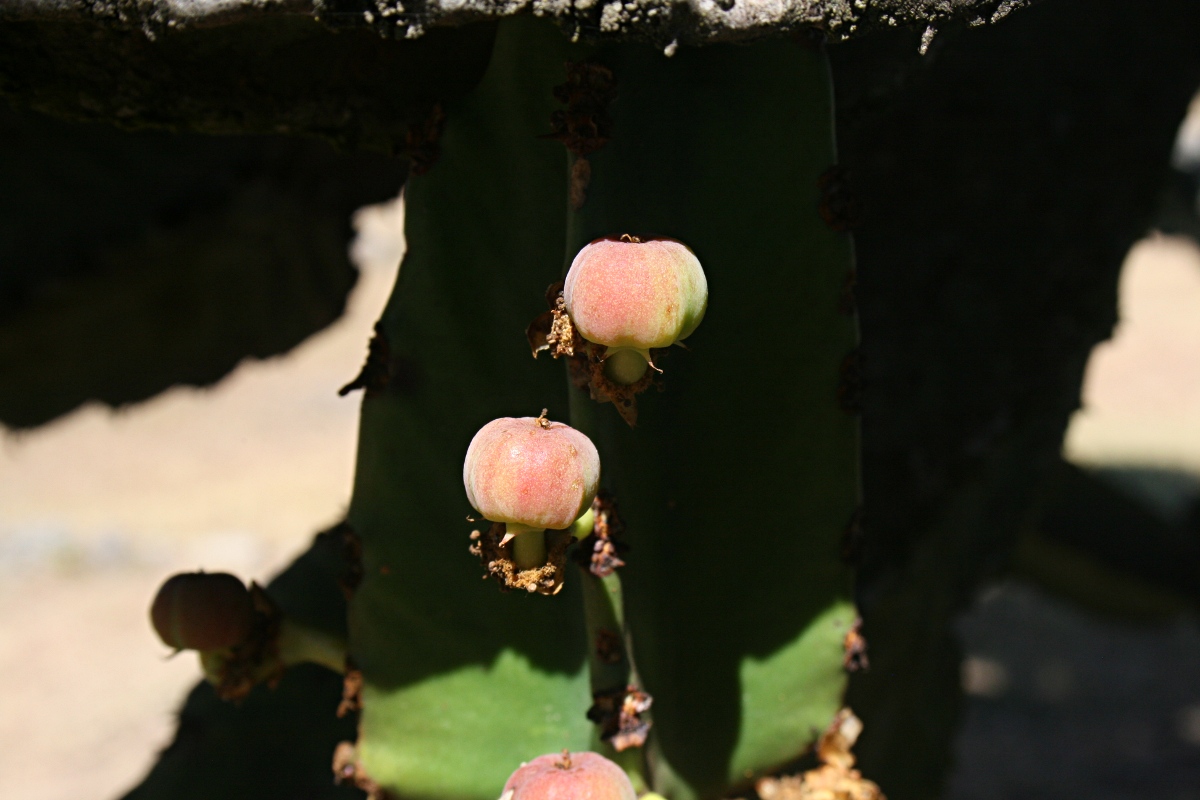 Euphorbia ingens