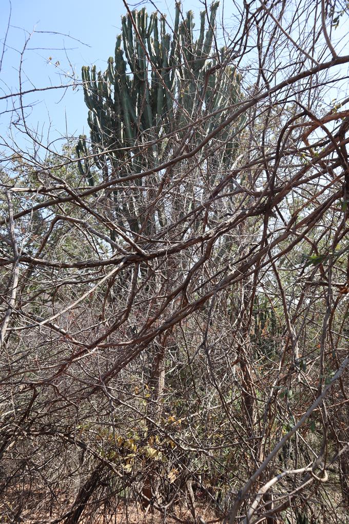 Euphorbia ingens Euphorbia ingens