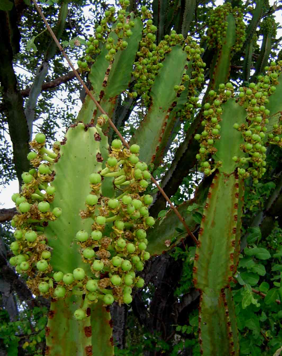 Euphorbia ingens Euphorbia ingens