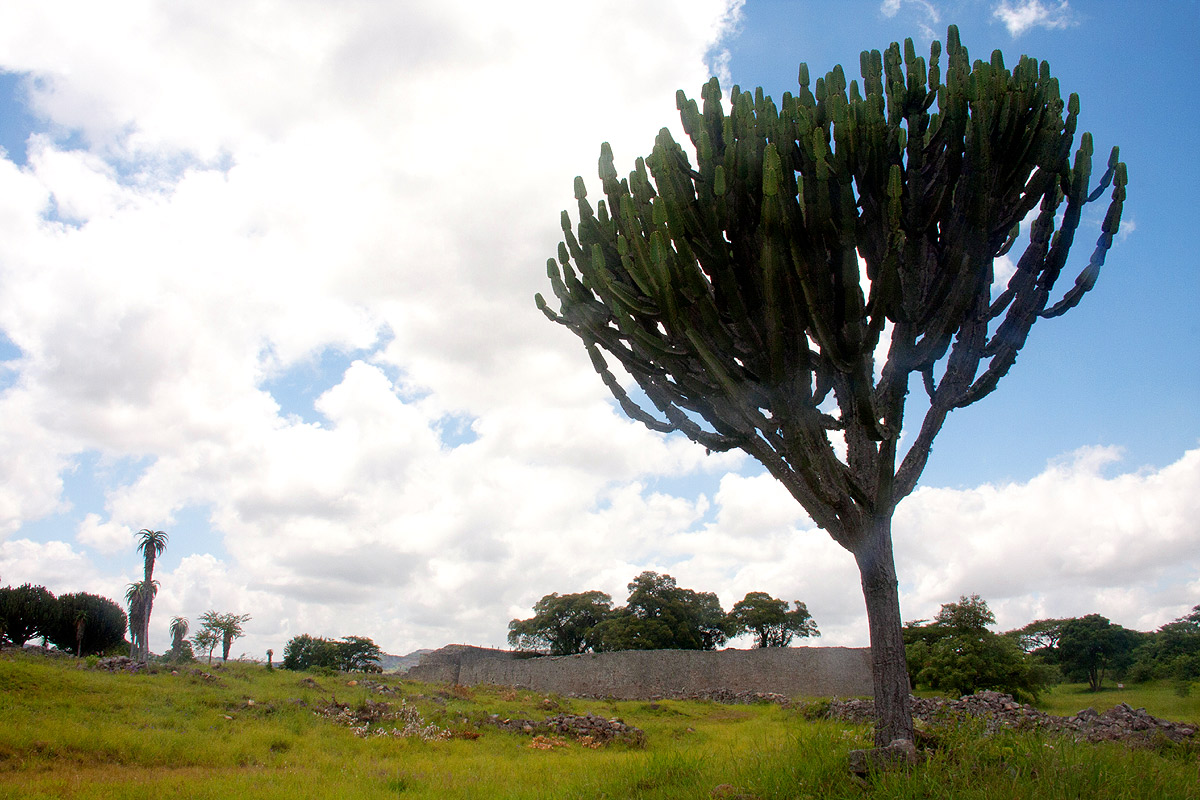 Euphorbia ingens
