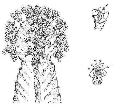 Euphorbia ingens