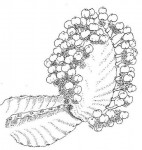 Euphorbia ingens