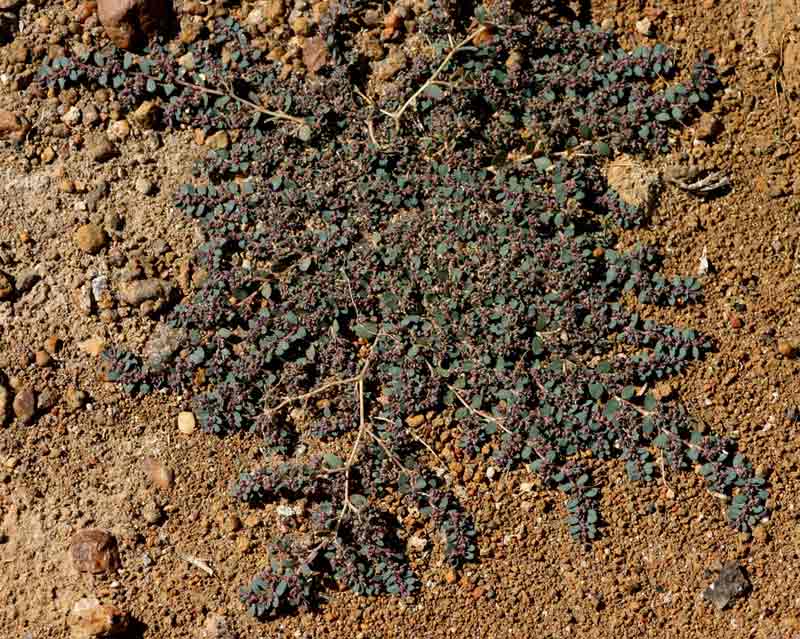 Euphorbia prostrata
