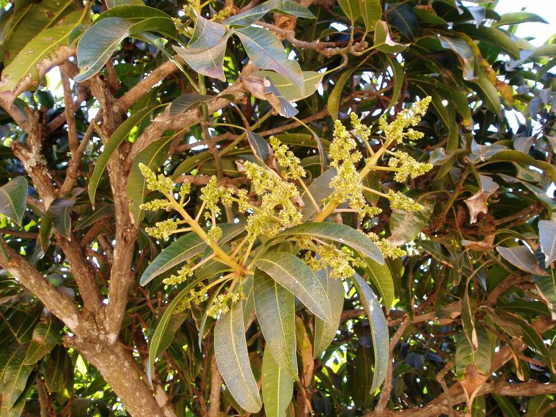 Mangifera indica Mangifera indica