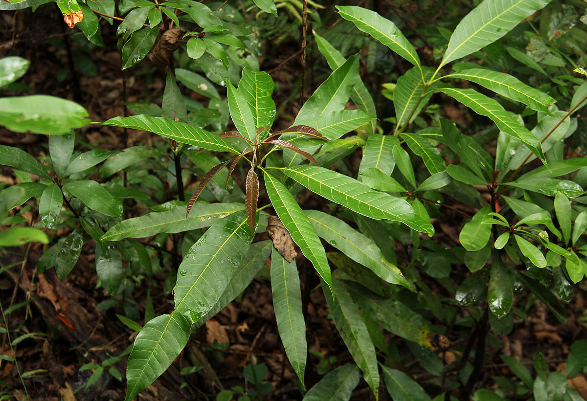 Mangifera indica Mangifera indica