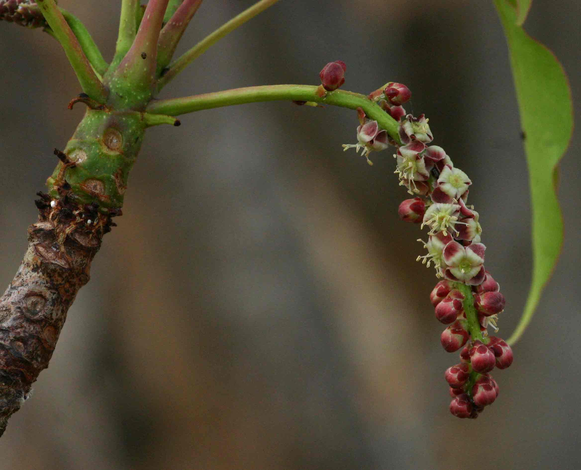 Sclerocarya birrea subsp. afra