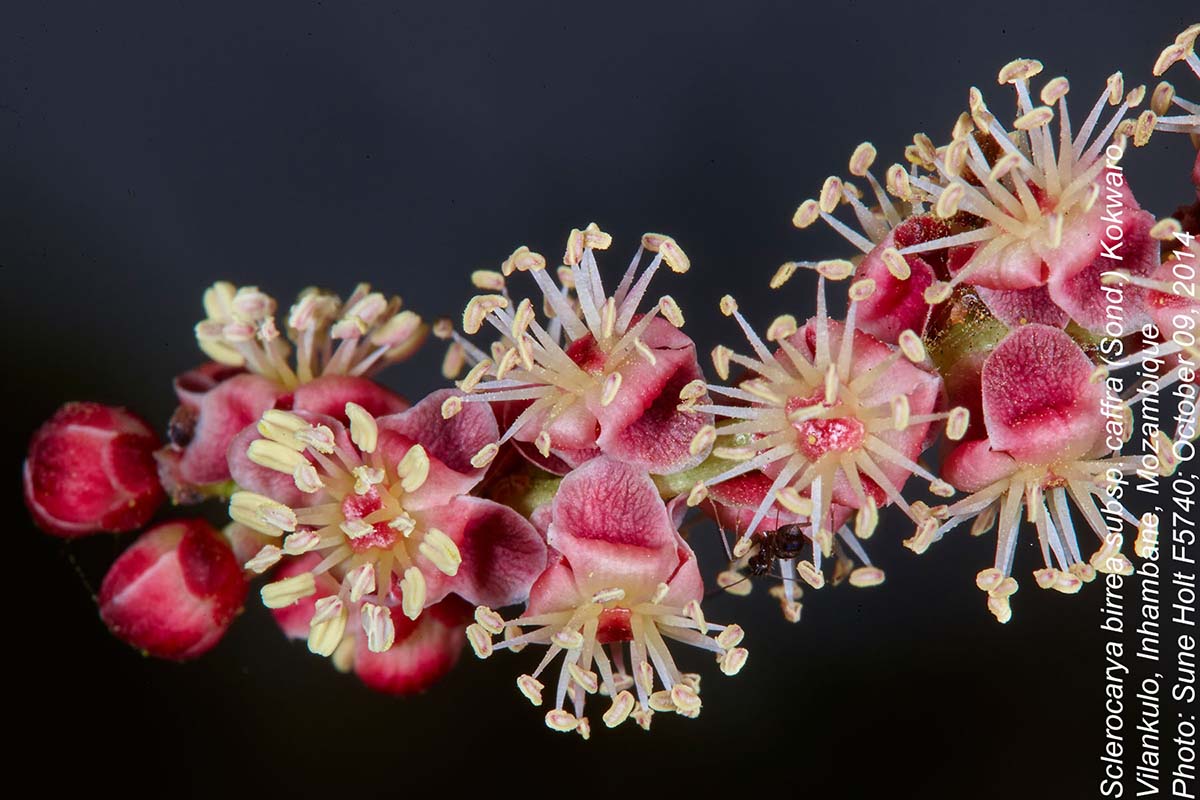 Sclerocarya birrea subsp. afra