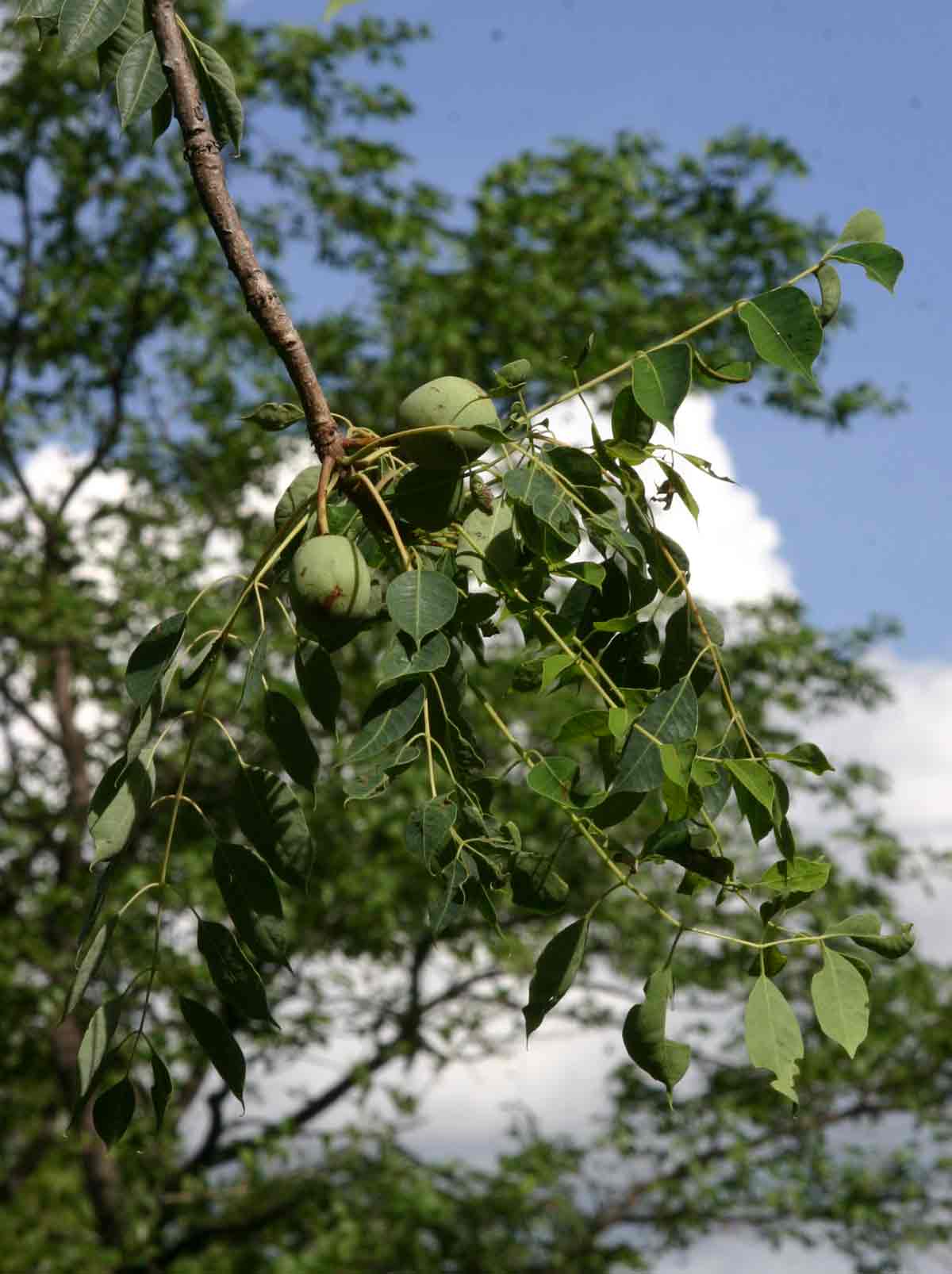 Sclerocarya birrea subsp. afra