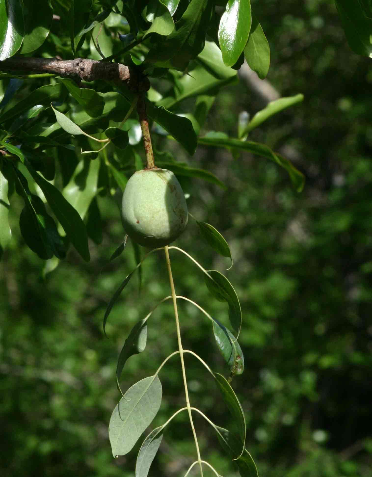 Sclerocarya birrea subsp. afra