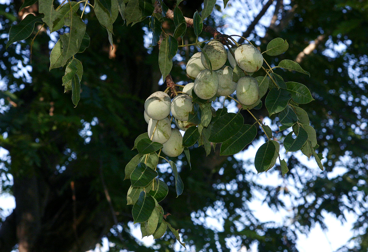 Sclerocarya birrea subsp. afra