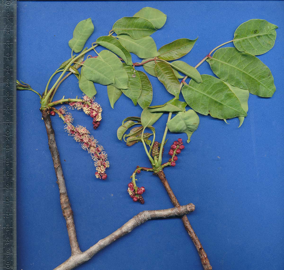 Sclerocarya birrea subsp. afra