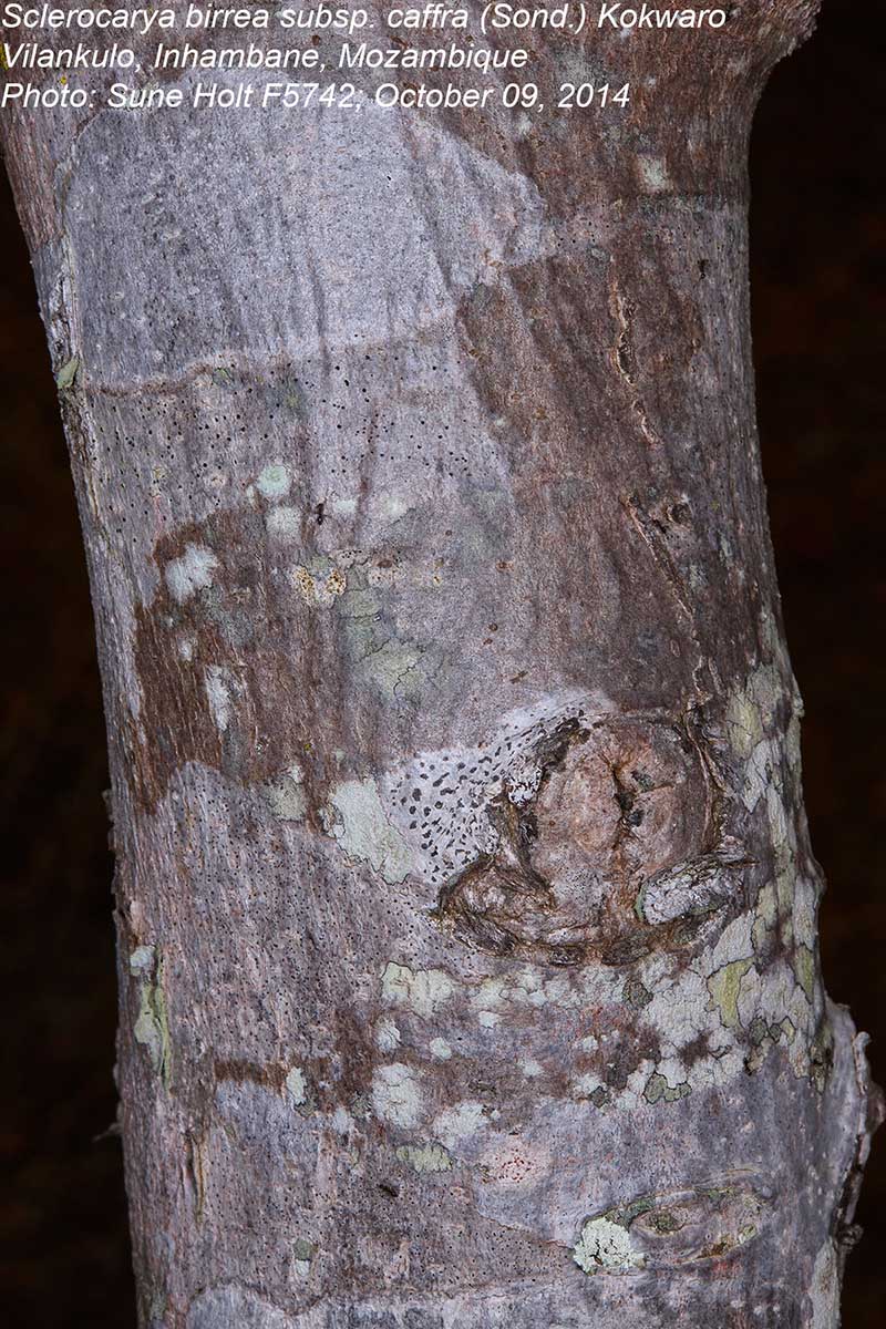 Sclerocarya birrea subsp. afra