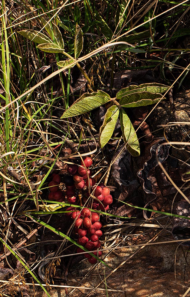 Lannea edulis