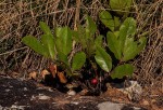 Lannea edulis