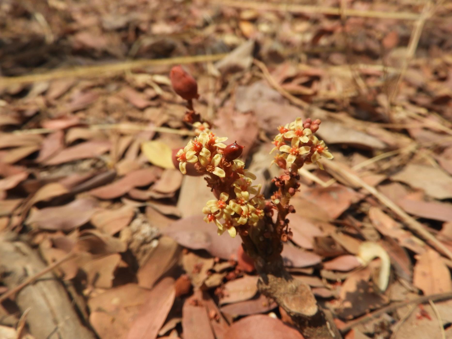 Lannea edulis