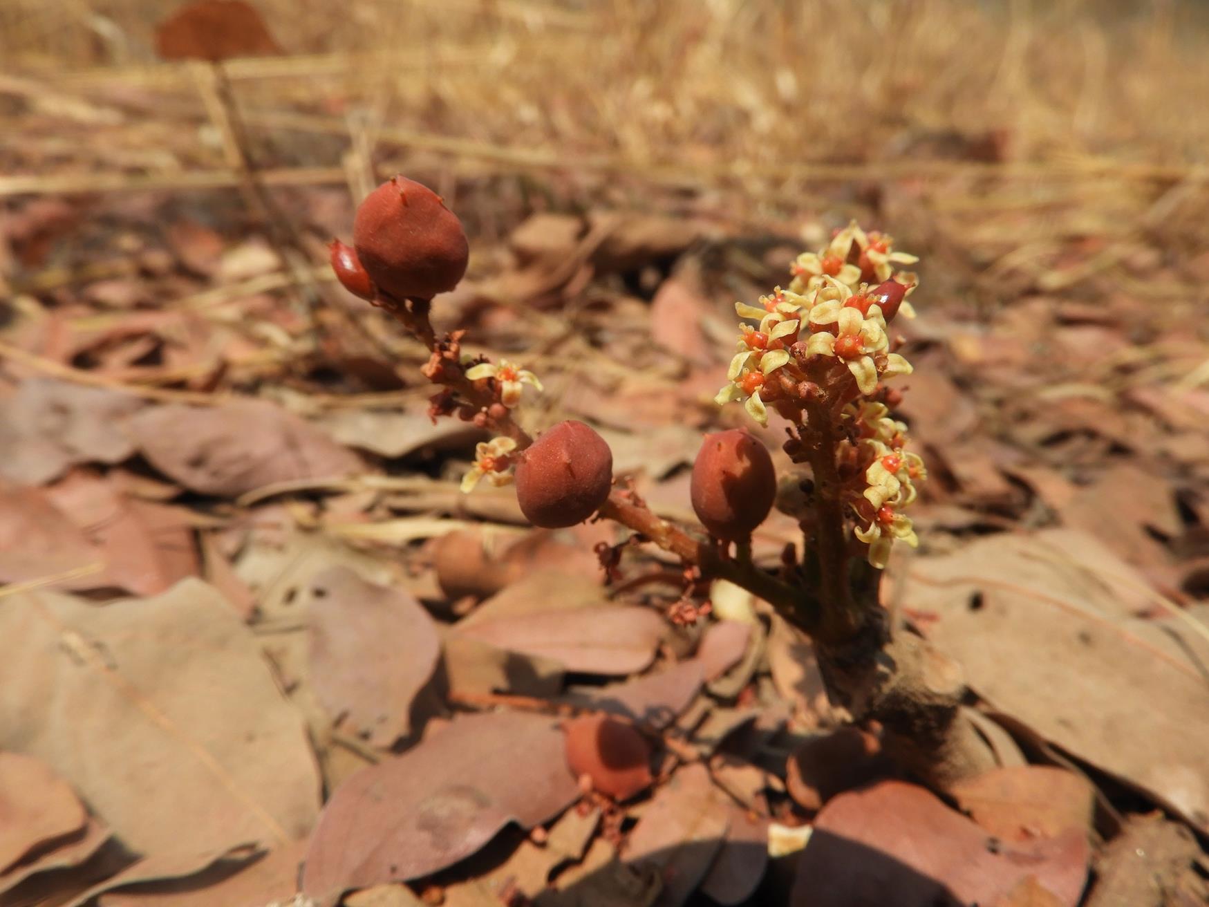 Lannea edulis
