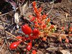 Lannea edulis