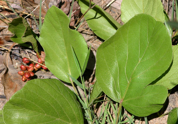 Lannea edulis