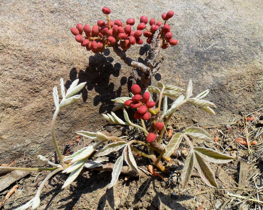 Lannea edulis