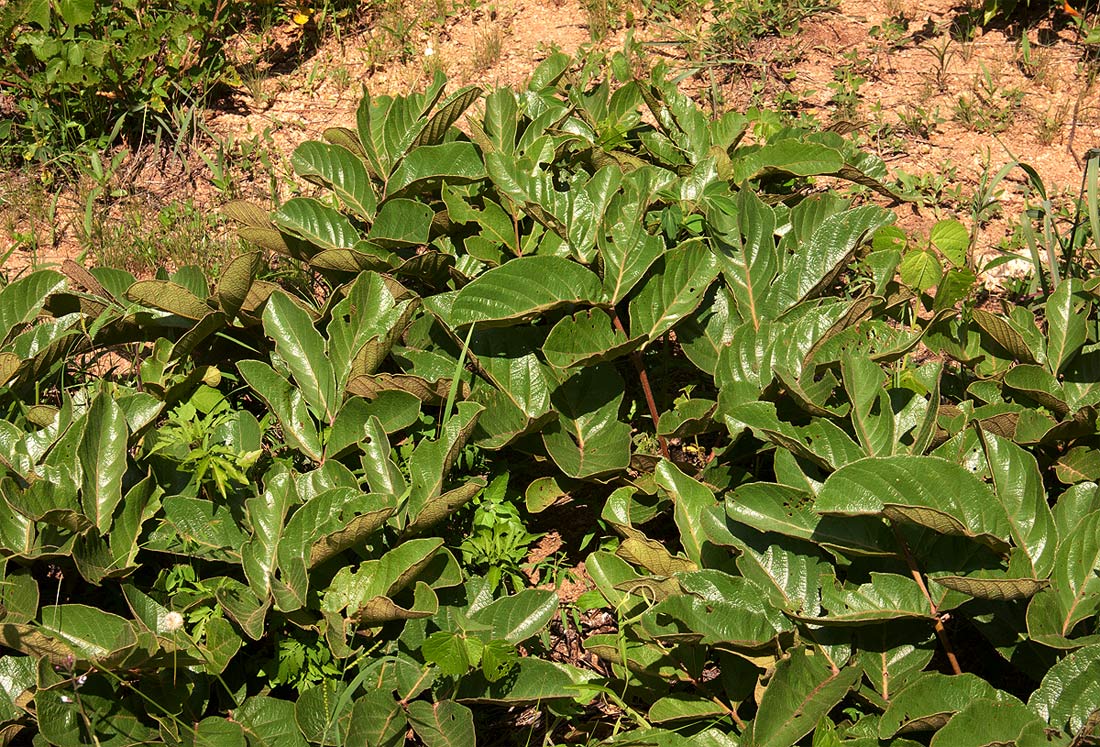 Lannea edulis