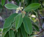 Ozoroa reticulata