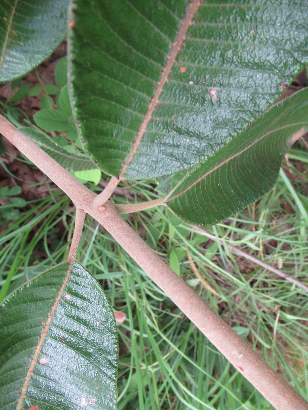 Ozoroa reticulata