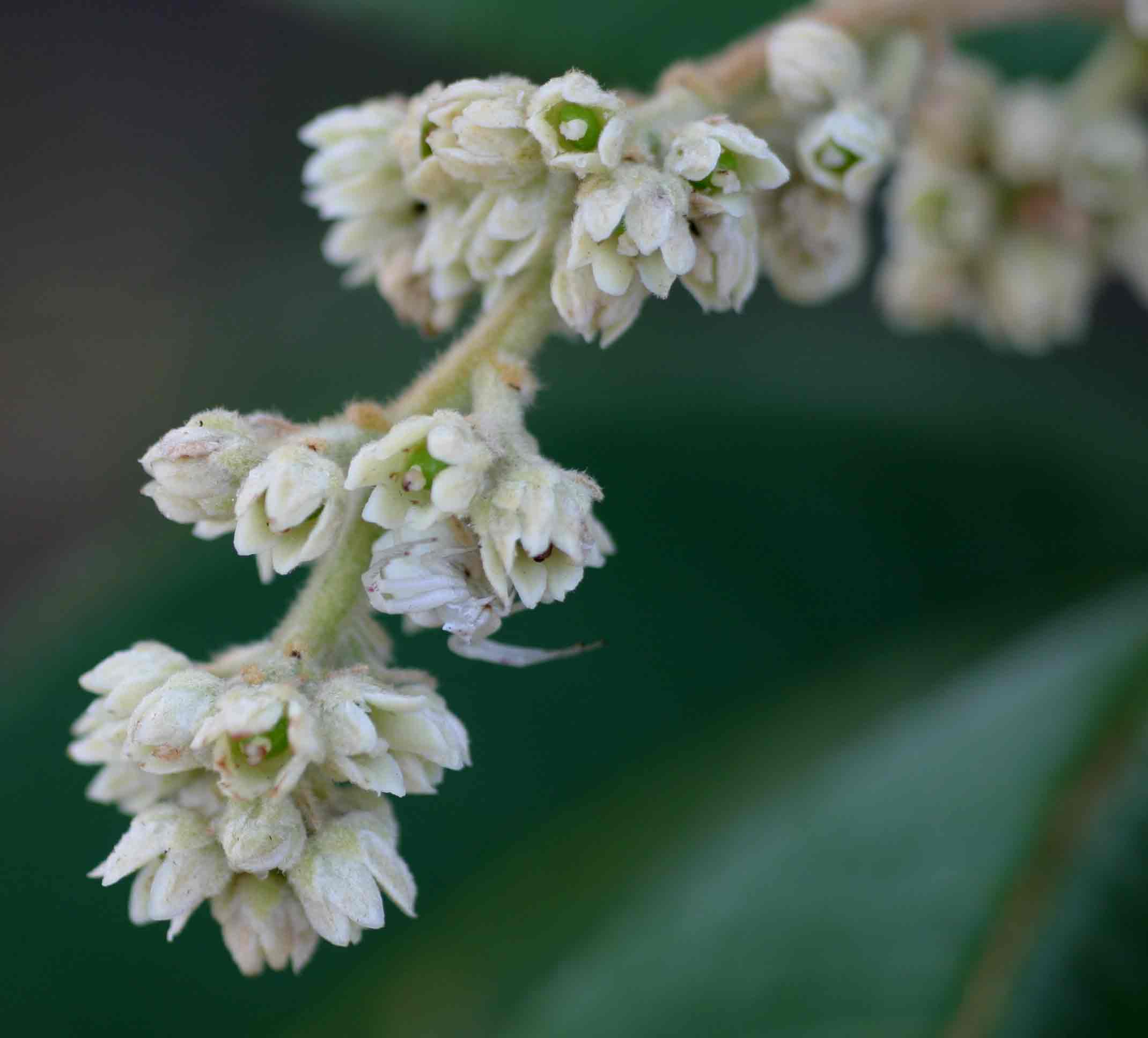 Ozoroa reticulata