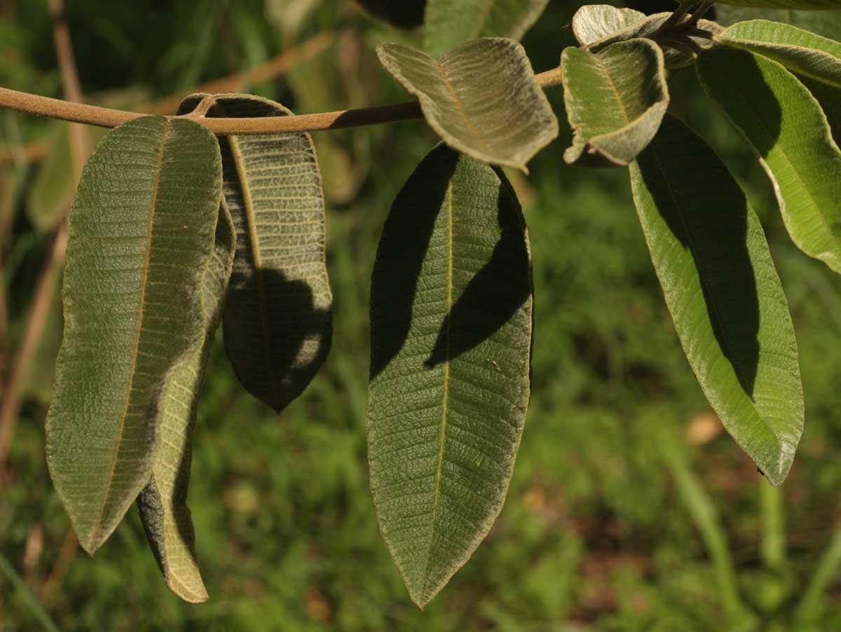 Ozoroa reticulata