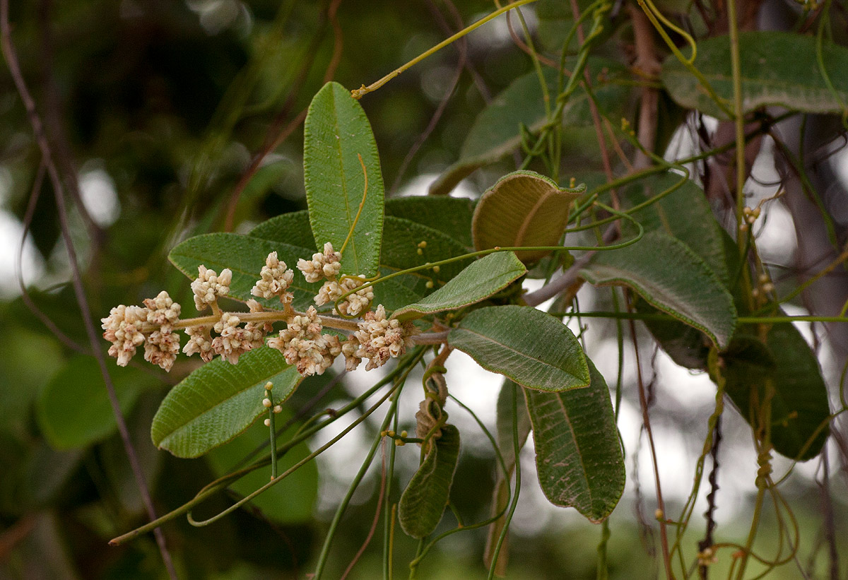 Ozoroa reticulata