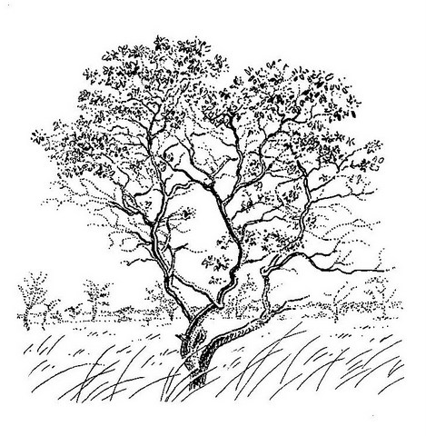 Ozoroa reticulata