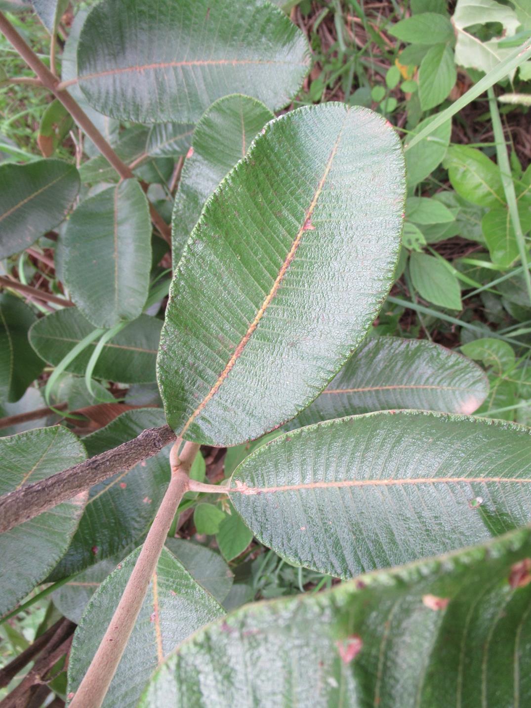 Ozoroa reticulata