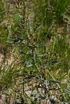 Searsia kirkii
