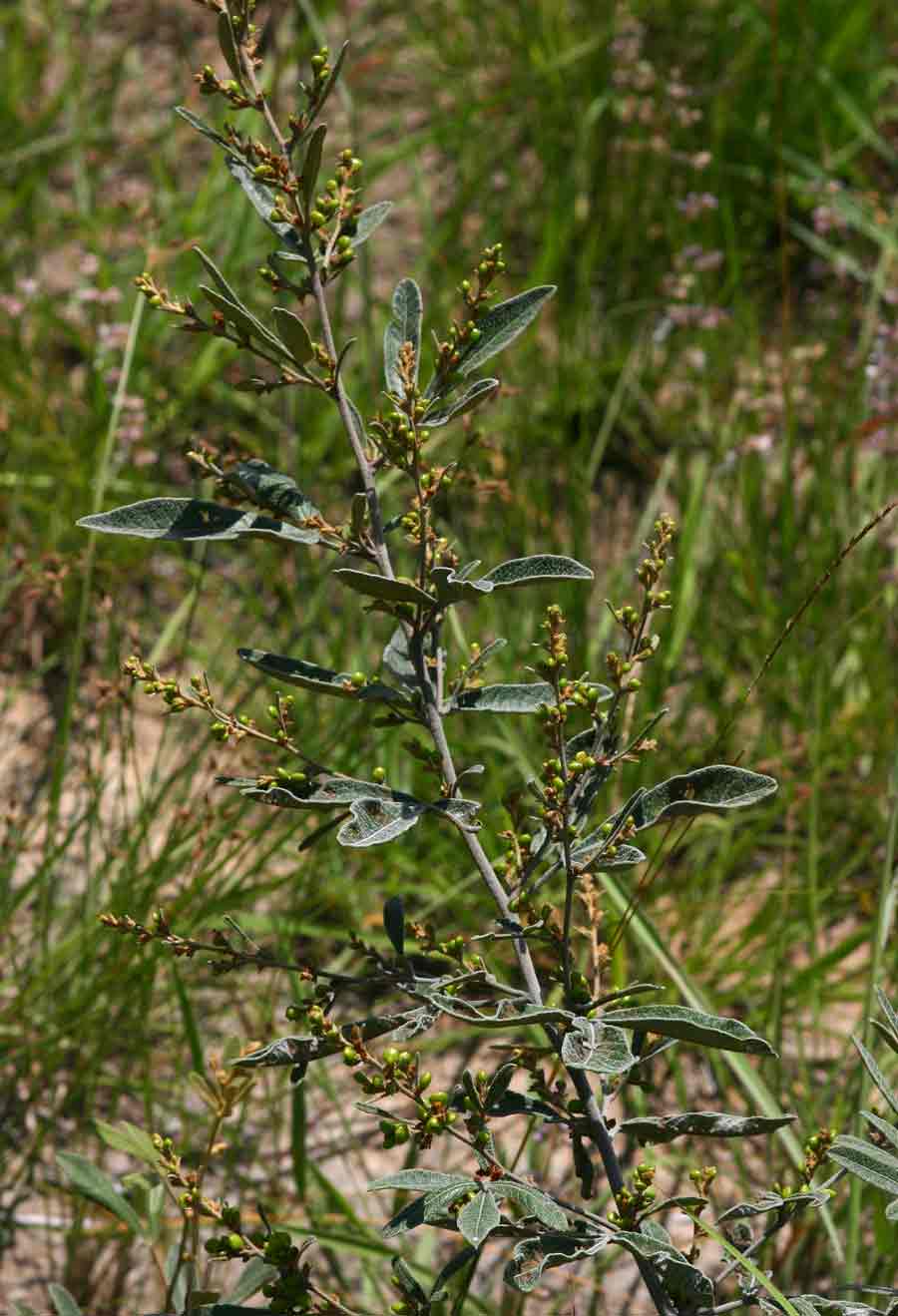 Searsia kirkii