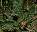Searsia kirkii