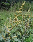 Searsia kirkii