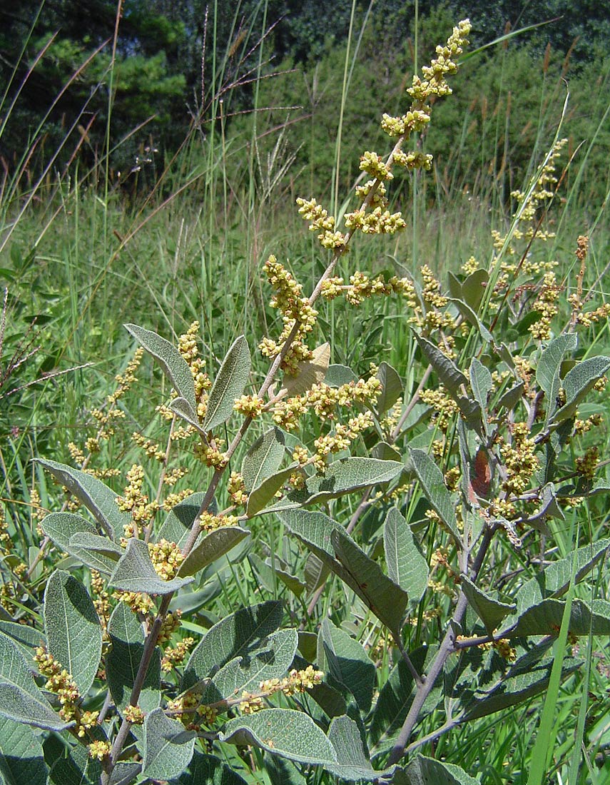 Searsia kirkii