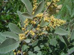 Searsia kirkii