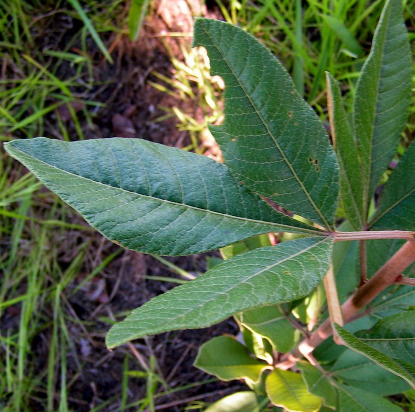 Searsia kirkii