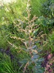 Searsia kirkii