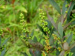 Searsia kirkii