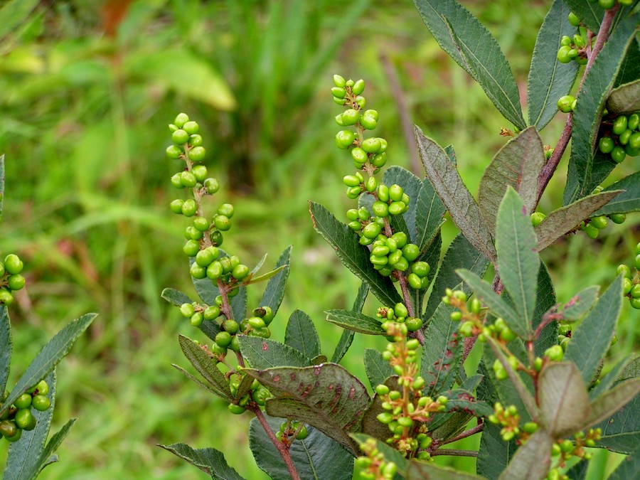 Searsia kirkii