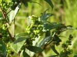 Searsia kirkii