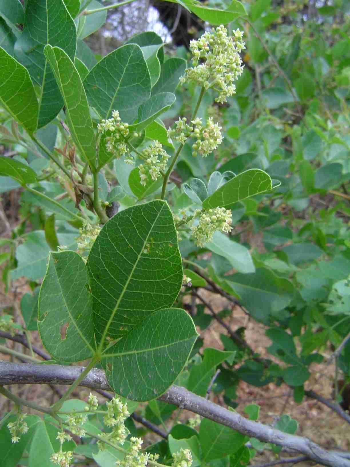 Searsia longipes var. longipes