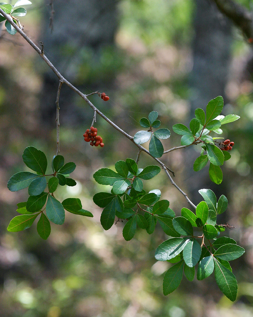Searsia natalensis Searsia natalensis