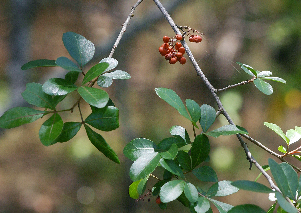 Searsia natalensis Searsia natalensis