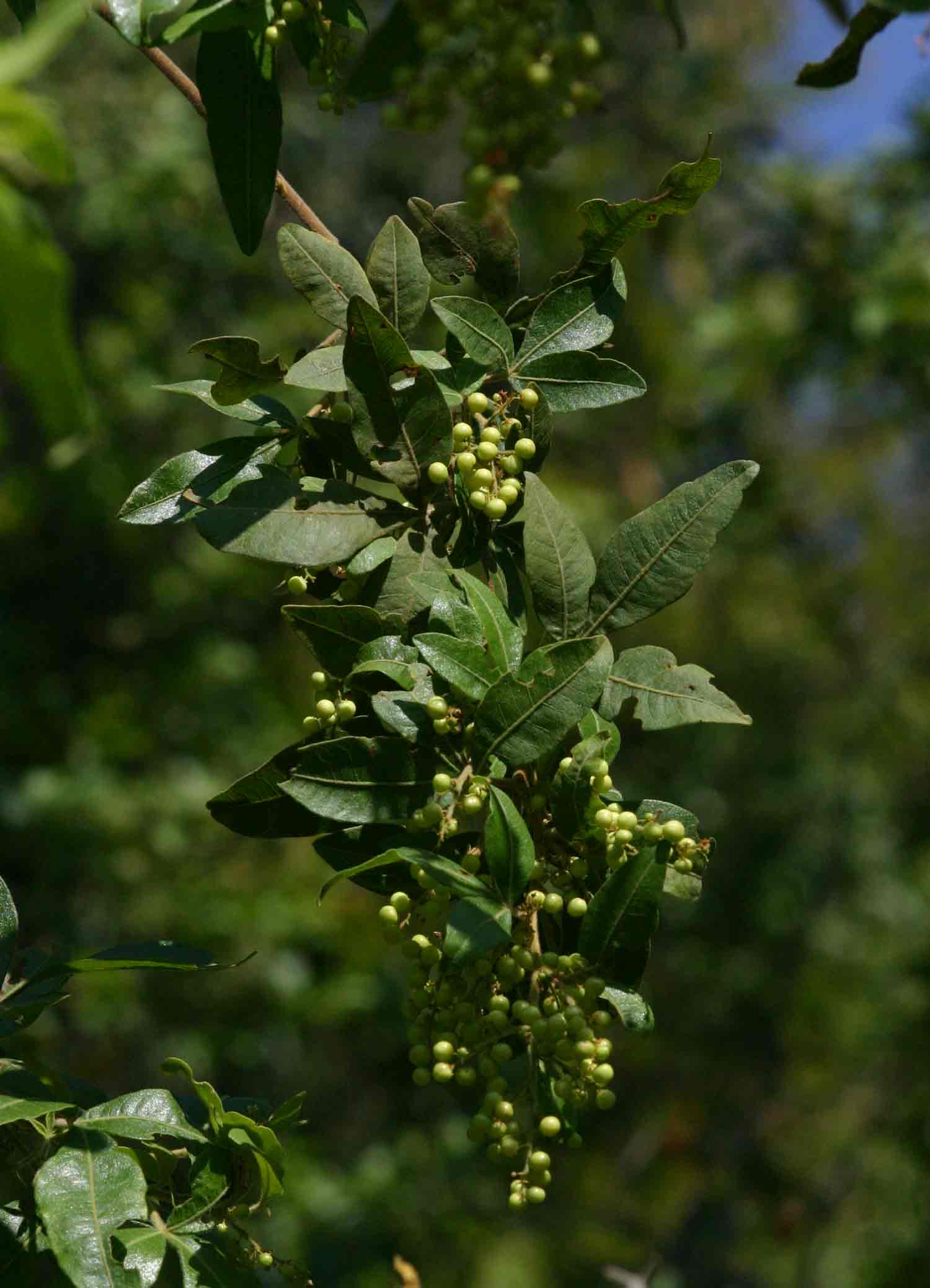 Searsia quartiniana