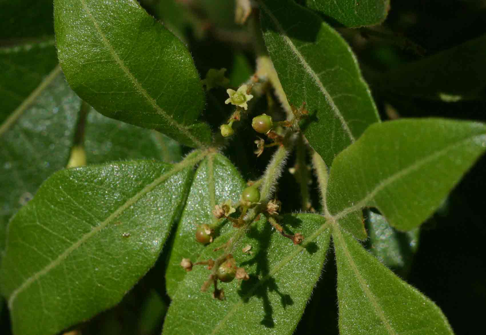 Searsia quartiniana