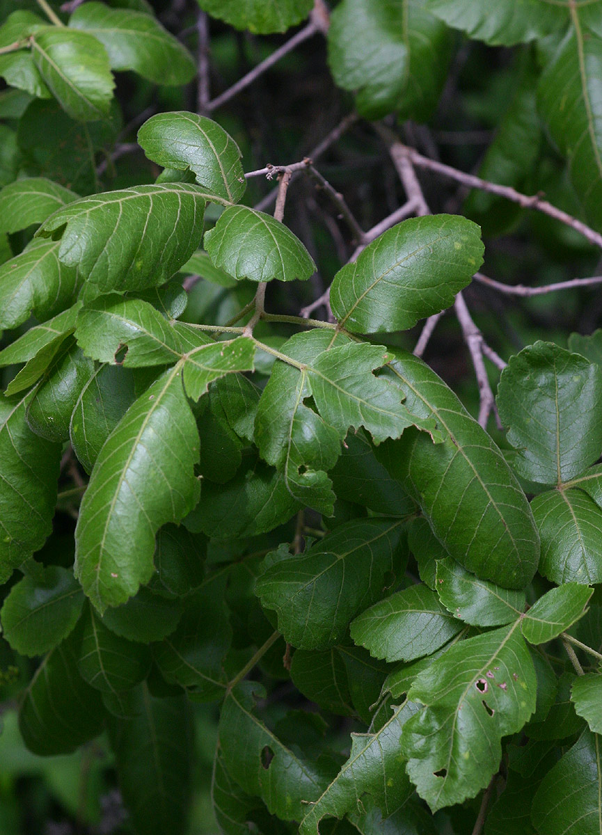 Searsia tenuinervis Searsia tenuinervis