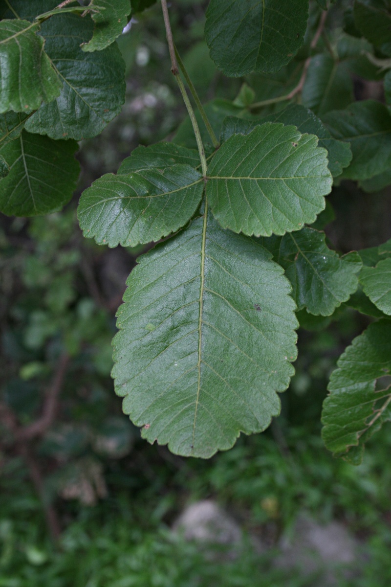 Searsia tenuinervis